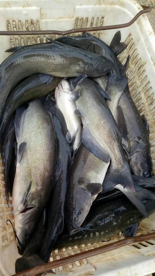 黔龍魚是什么魚種圖片大全