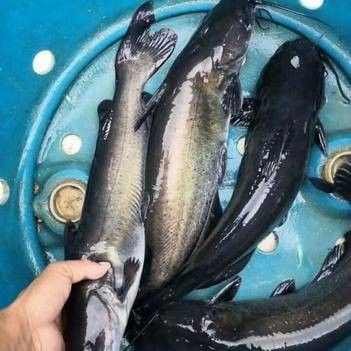 黔龍魚是什么魚種圖片大全