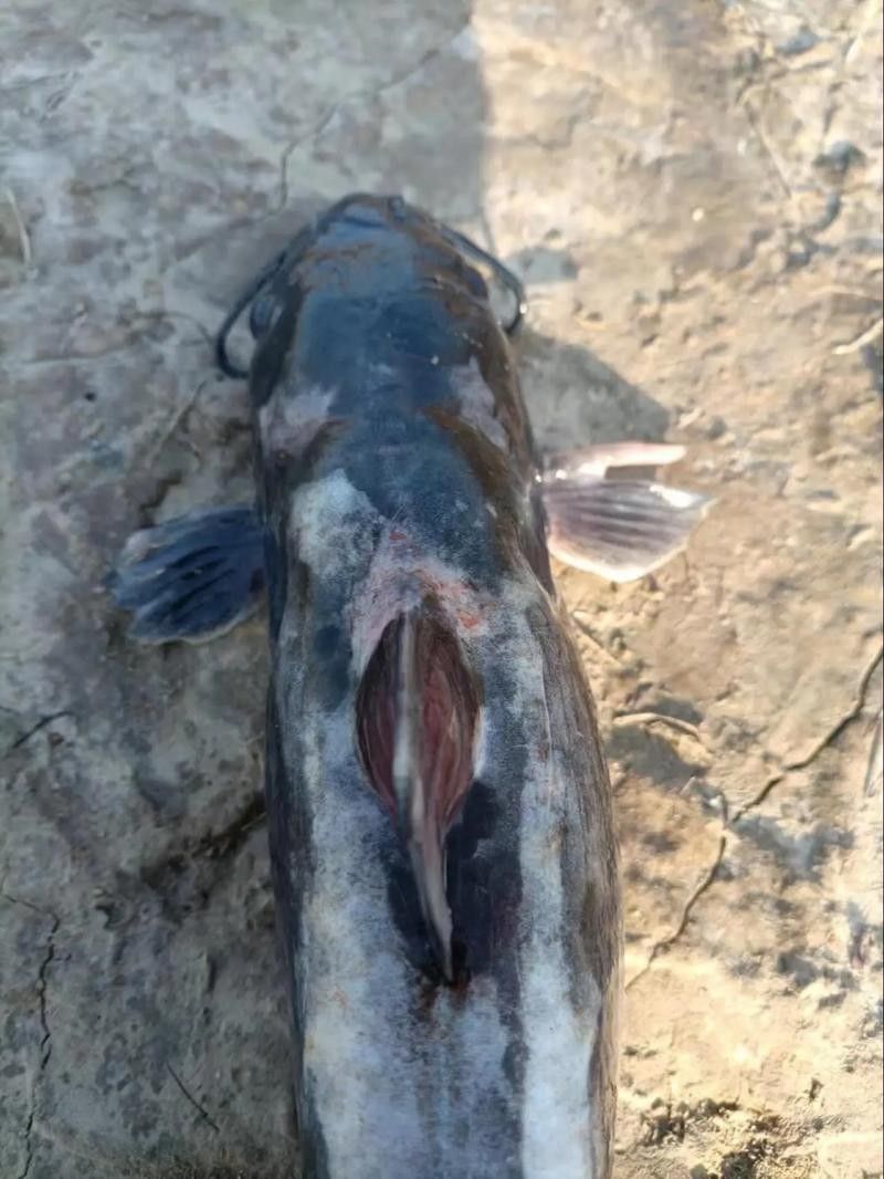 黔龍魚是什么魚種圖片大全