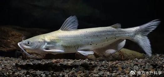 黔龍魚是什么魚種圖片大全