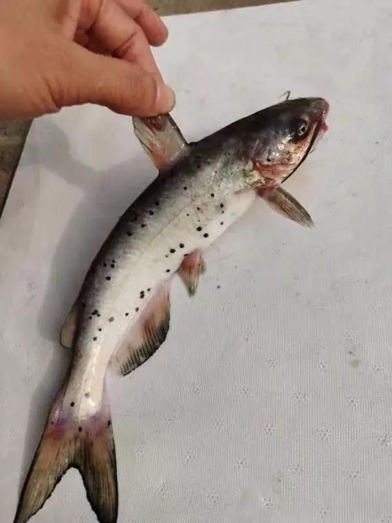 黔龍魚是什么魚種圖片大全