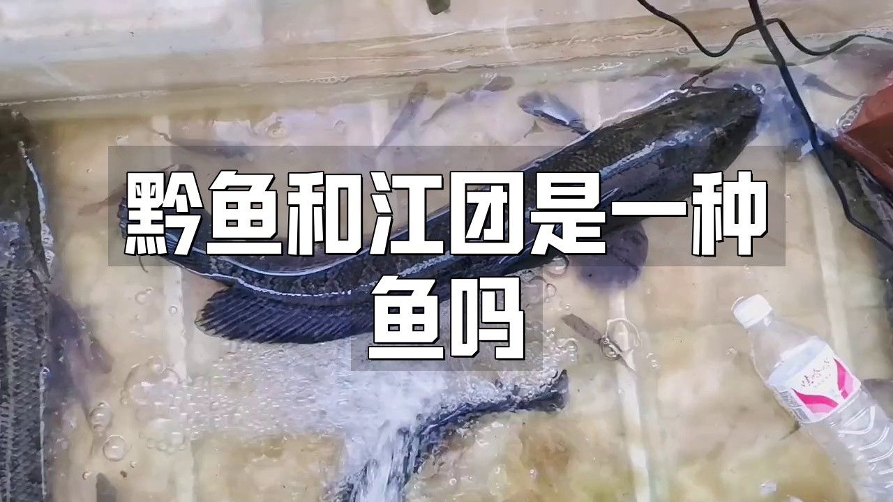 黔龍魚是什么魚種圖片大全