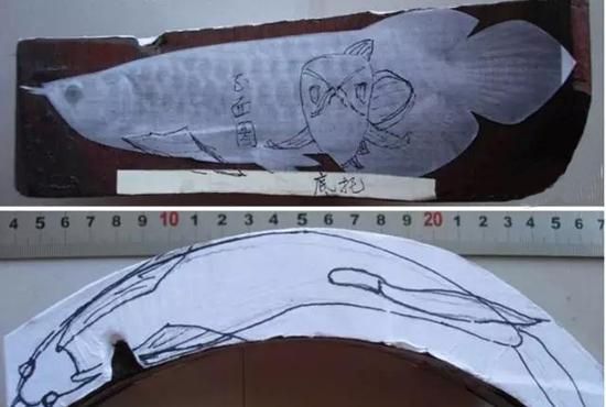 紅龍魚頭部起水泡：紅龍魚頭部出現水泡可能是由于多種原因引起的，以下是解釋和處理 紅龍魚頭部起水泡：紅龍魚頭部出現水泡可能是由于多種原因引起的，以下是解釋和處理 龍魚百科 第3張
