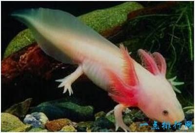 六角龍魚屬于什么魚（六角龍魚是一種水生蠑螈，而不是魚類，而是兩棲綱有尾目的蠑螈科） 六角龍魚屬于什么魚（六角龍魚是一種水生蠑螈，而不是魚類，而是兩棲綱有尾目的蠑螈科） 龍魚百科 第3張