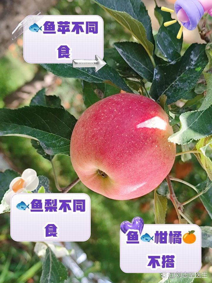 馬拉莫魚最忌三種水果 馬拉莫魚最忌三種水果 龍魚百科 第2張