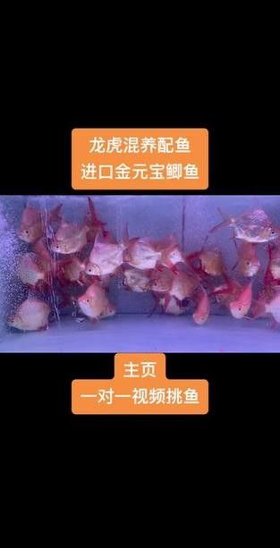 龍魚缸適合養什么魚最好 龍魚缸適合養什么魚最好 龍魚百科 第2張