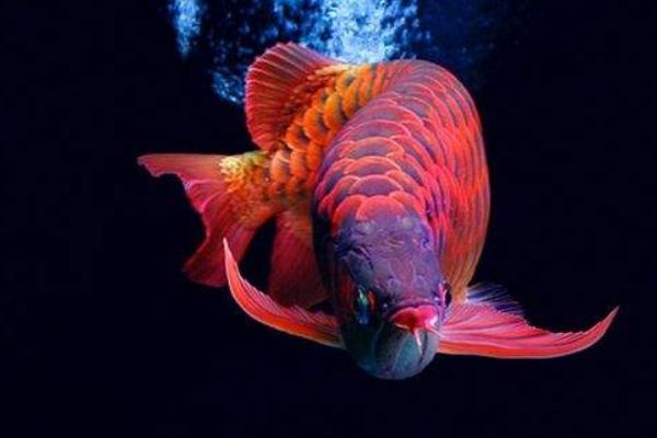 龍魚(yú)多大開(kāi)始用燈：龍魚(yú)何時(shí)使用燈光
