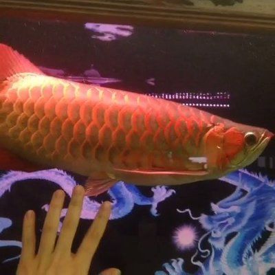 龍魚多大開始用燈：龍魚何時使用燈光