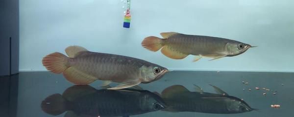 龍魚缸水質(zhì)ph值低怎么辦啊：龍魚缸ph值過低怎么辦