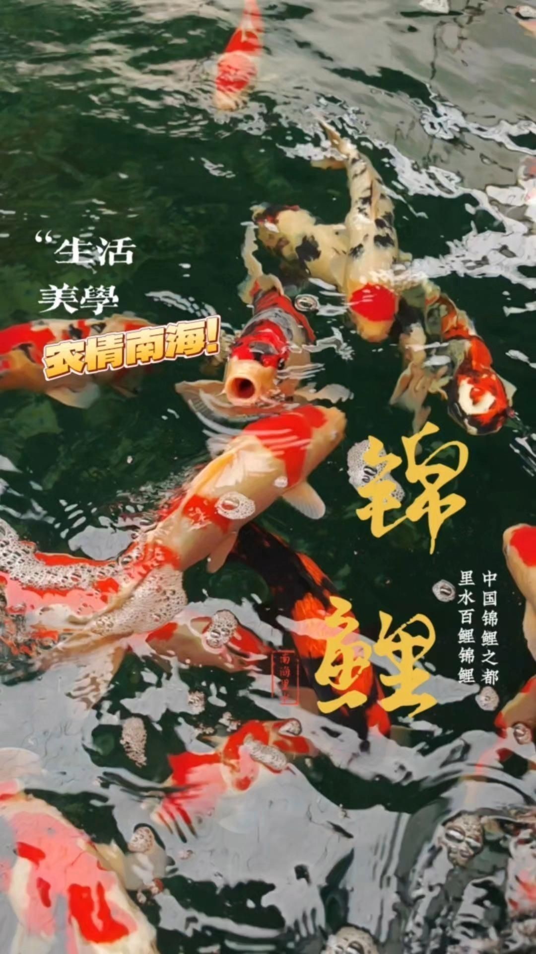 錦鯉批發(fā)市場在哪里