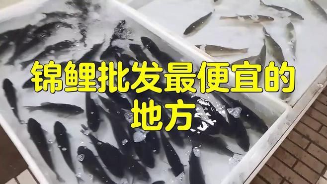 錦鯉批發(fā)市場在哪里