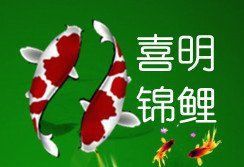 錦鯉批發(fā)市場在哪里