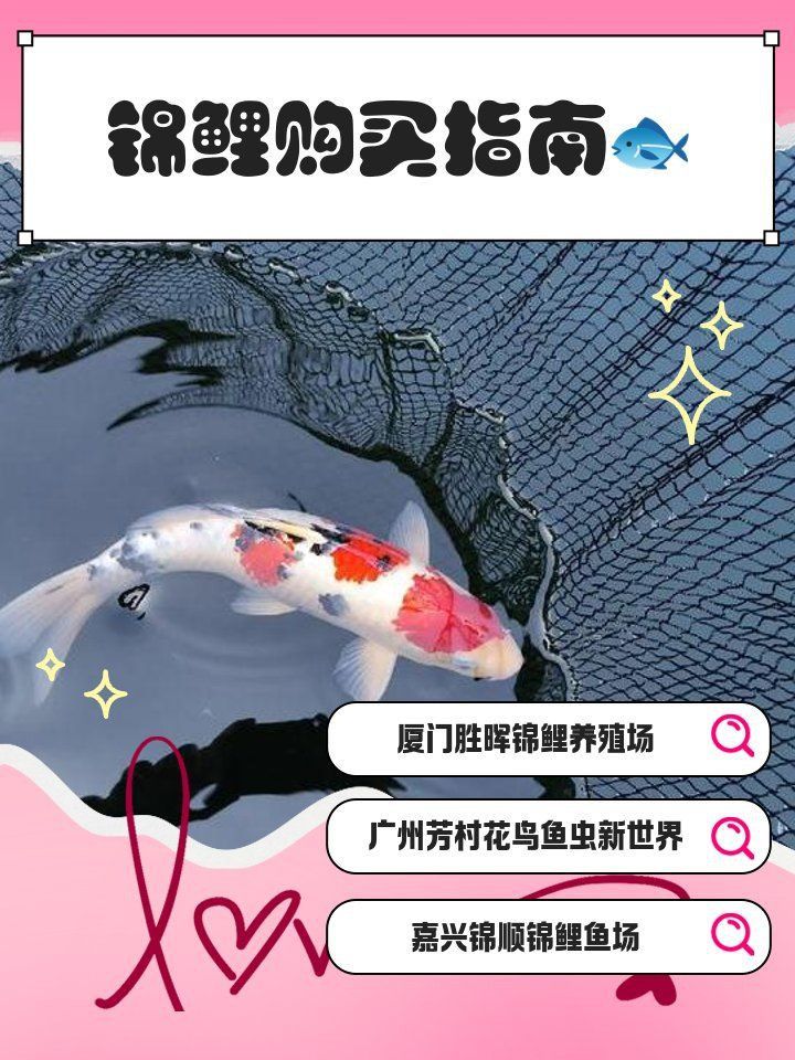 錦鯉批發(fā)市場在哪里