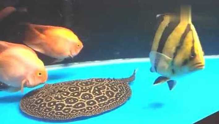 虎魚為什么比龍魚貴（虎魚與龍魚的飼養技巧對比虎魚與龍魚的飼養技巧對比） 虎魚為什么比龍魚貴（虎魚與龍魚的飼養技巧對比虎魚與龍魚的飼養技巧對比） 龍魚百科 第3張