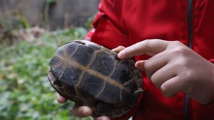 如何判斷白化巴西龜健康狀況，如何判斷白化巴西龜?shù)慕】禒顩r