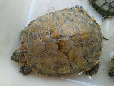 如何判斷白化巴西龜健康狀況，如何判斷白化巴西龜?shù)慕】禒顩r