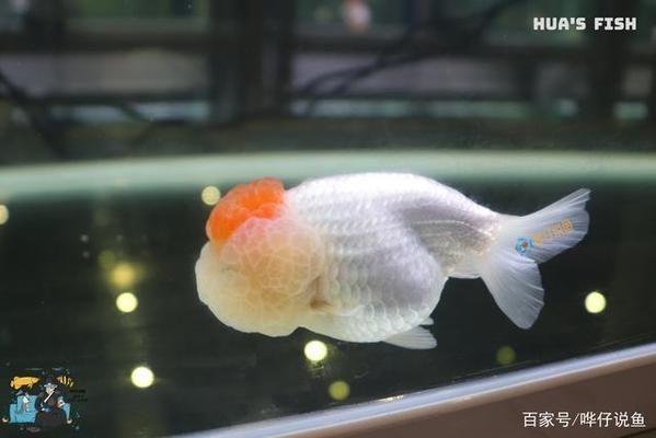 龍魚換水后趴缸怎么辦：龍魚換水后趴缸如何處理 龍魚換水后趴缸怎么辦：龍魚換水后趴缸如何處理 龍魚百科 第5張
