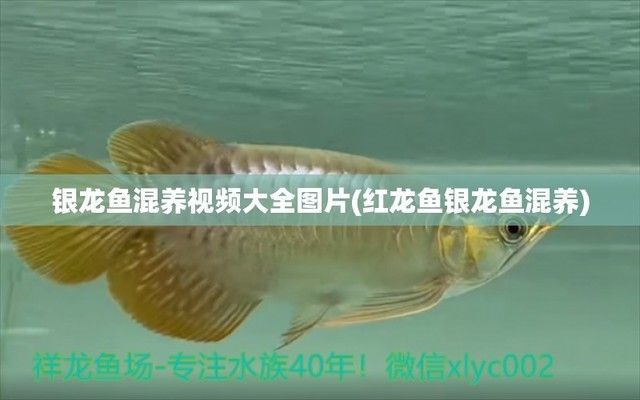 龍魚和銀龍魚一起養嗎，龍魚和銀龍魚可以一起養但需要注意以下幾點，銀龍魚混養注意事項