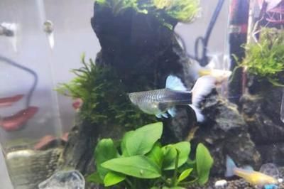 福滿鉆魚繁殖最佳水溫范圍，
