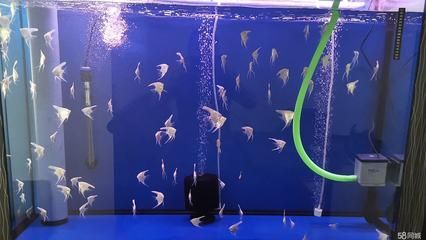 福滿鉆魚繁殖最佳水溫范圍，