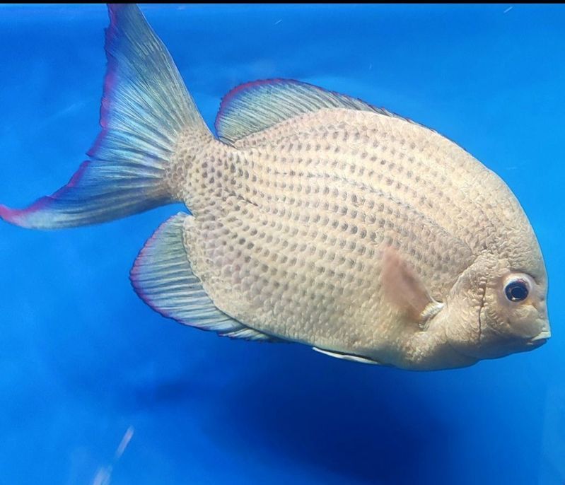 馬拉莫魚最怕三個東西