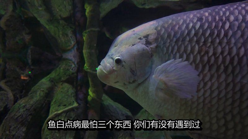 馬拉莫魚最怕三個東西