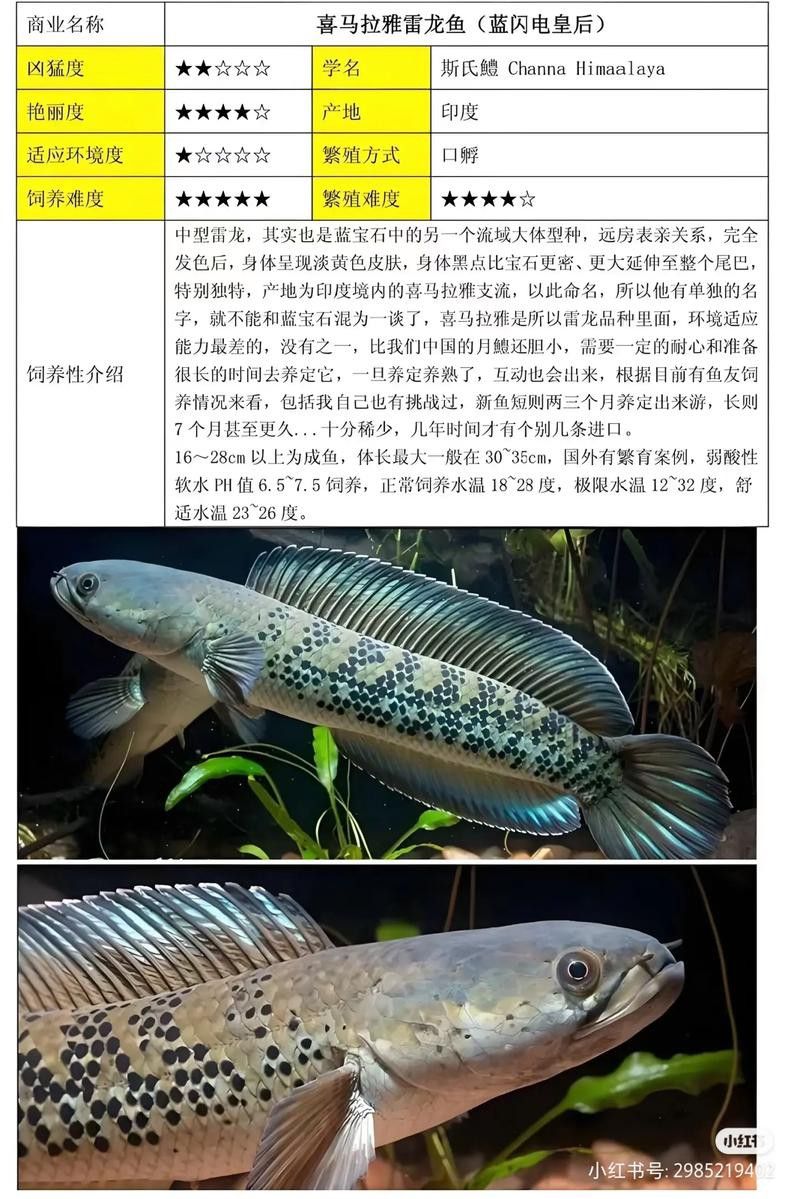 云南原生雷龍魚圖片 云南原生雷龍魚圖片 龍魚百科 第9張