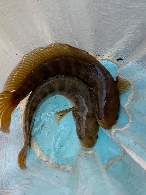 云南原生雷龍魚圖片 云南原生雷龍魚圖片 龍魚百科 第10張