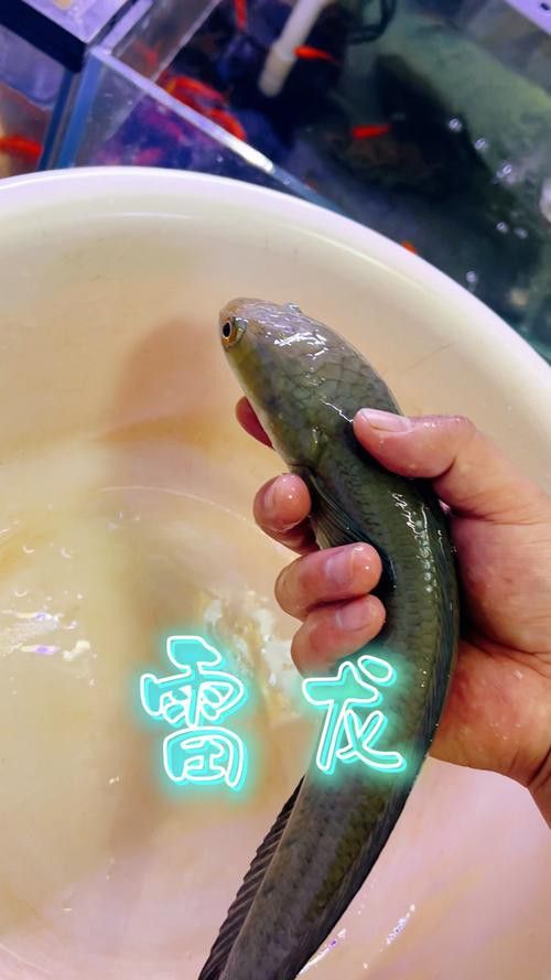 云南原生雷龍魚圖片 云南原生雷龍魚圖片 龍魚百科 第21張