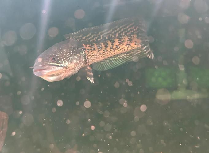云南原生雷龍魚圖片 云南原生雷龍魚圖片 龍魚百科 第23張