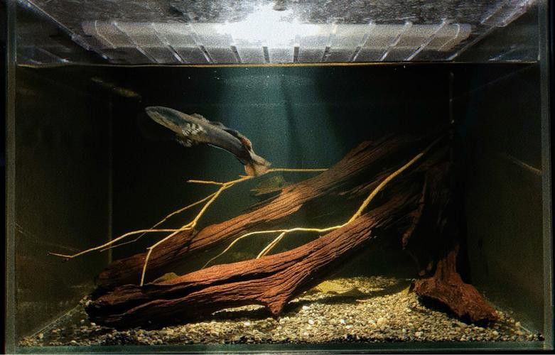 云南原生雷龍魚圖片 云南原生雷龍魚圖片 龍魚百科 第37張