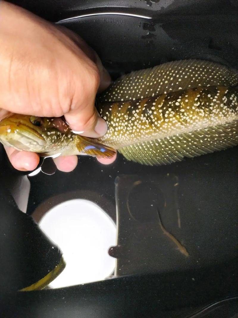 云南原生雷龍魚圖片 云南原生雷龍魚圖片 龍魚百科 第38張
