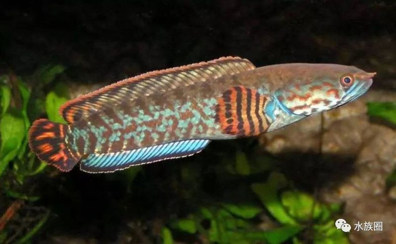 云南原生雷龍魚圖片 云南原生雷龍魚圖片 龍魚百科 第35張
