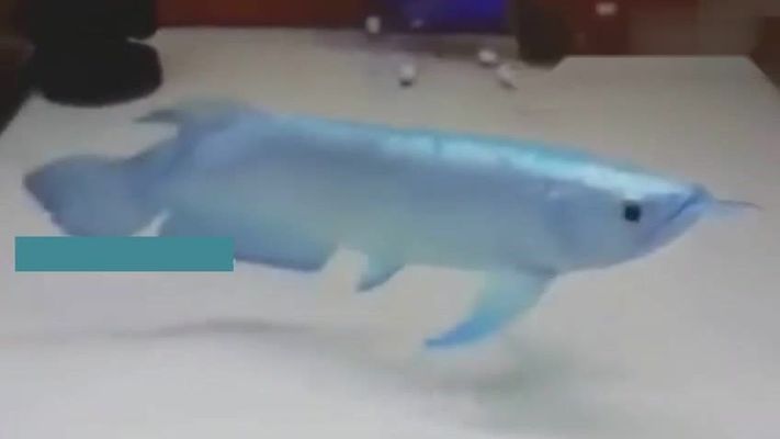 極品金龍魚價格多少錢一條，極品金龍魚價格是多少