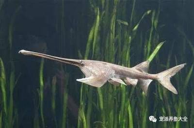 龍魚是熱水還是冷水養(yǎng)：關于龍魚養(yǎng)殖水溫的詳細信息