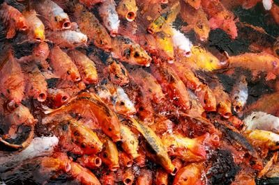 龍魚是熱水還是冷水養(yǎng)：關于龍魚養(yǎng)殖水溫的詳細信息