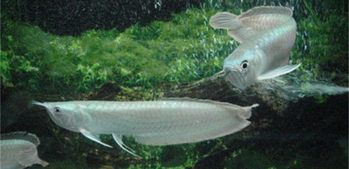 世界上的龍魚有哪些名字：龍魚品種鑒賞指南