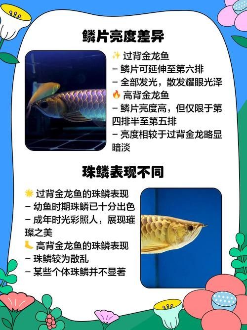 龍魚哪種好養(yǎng) 龍魚哪種好養(yǎng) 龍魚百科 第7張