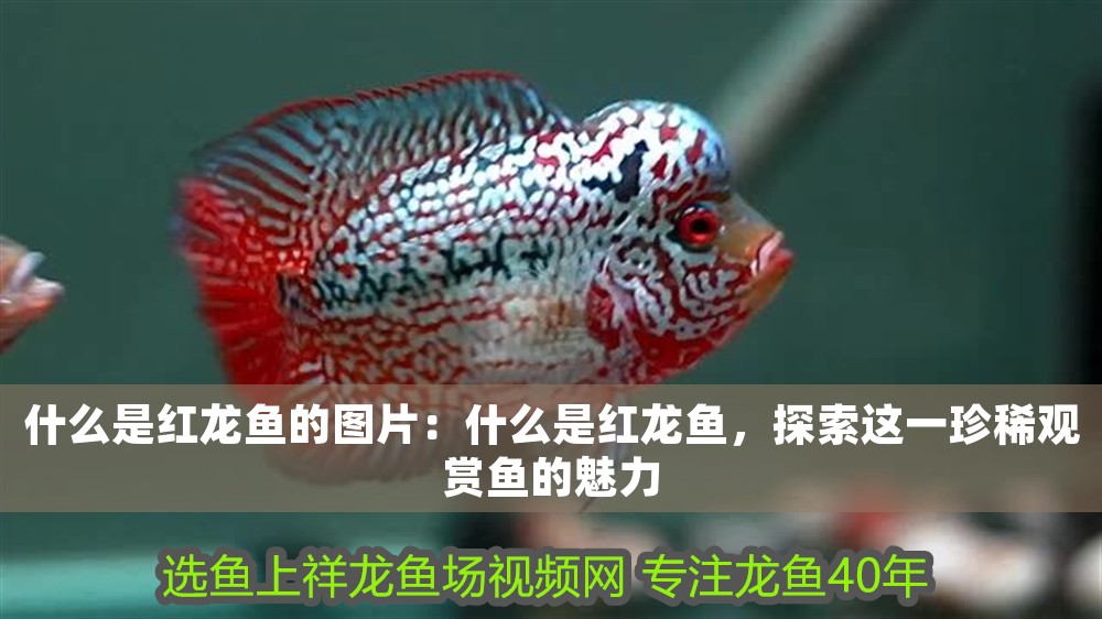 什么是紅龍魚的圖片：什么是紅龍魚，探索這一珍稀觀賞魚的魅力 什么是紅龍魚的圖片：什么是紅龍魚，探索這一珍稀觀賞魚的魅力 龍魚百科 第1張