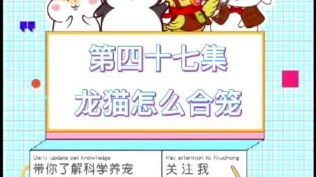 龍貓合籠需要多長時間適應？