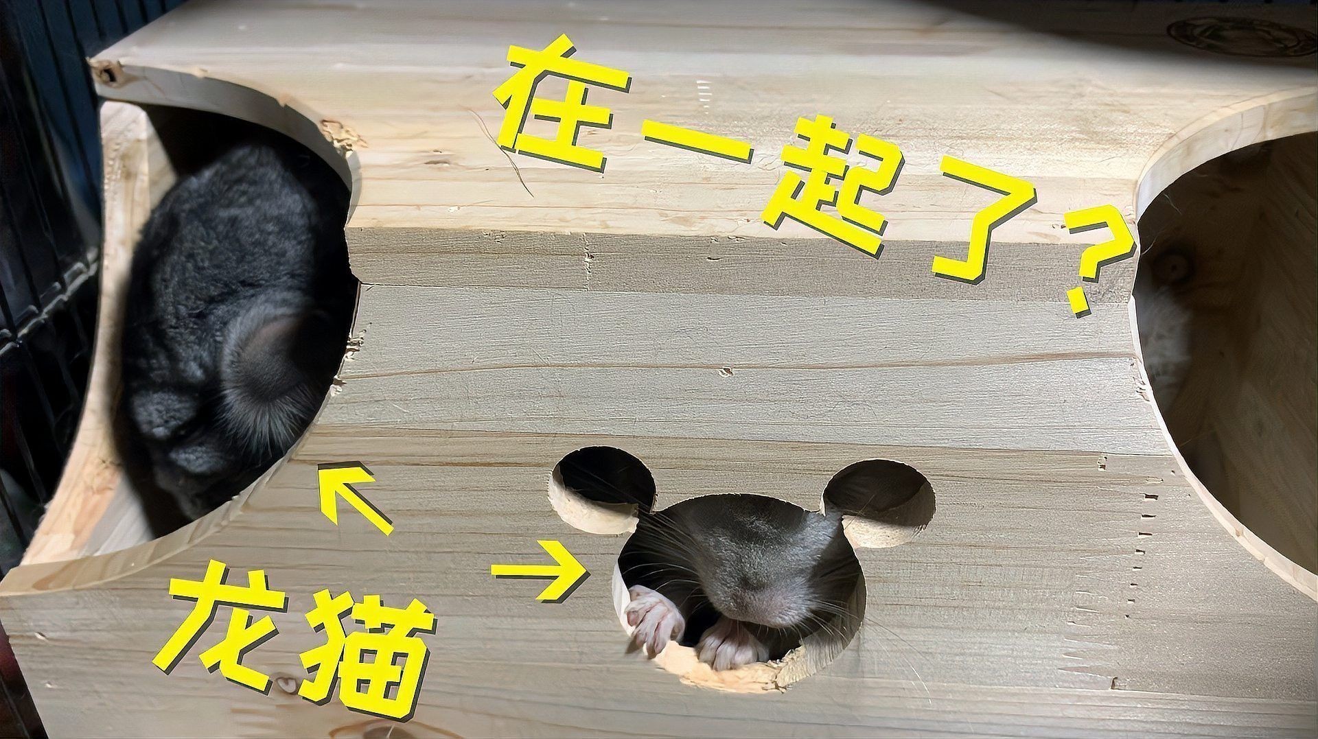 龍貓合籠需要多長時間適應？