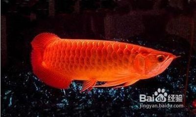 金龍魚魚膠的做法大全竅門（金龍魚魚膠的烹飪技巧與竅門） 金龍魚魚膠的做法大全竅門（金龍魚魚膠的烹飪技巧與竅門） 龍魚百科 第2張