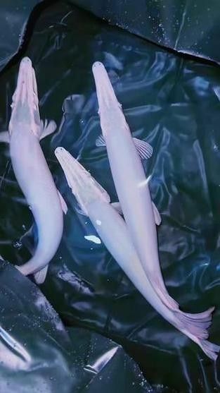 龍魚可以跟白化火箭混養嗎圖片