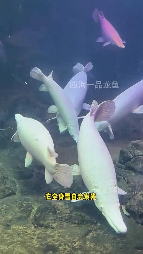 龍魚可以跟白化火箭混養嗎圖片
