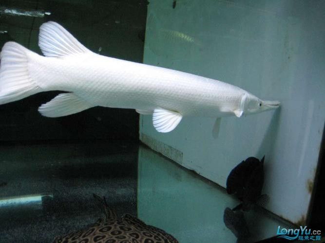 龍魚可以跟白化火箭混養嗎圖片