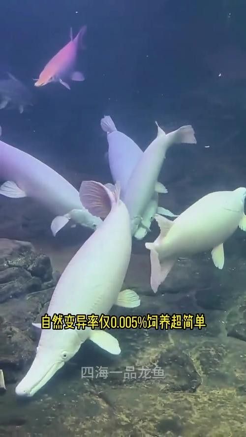 龍魚可以跟白化火箭混養嗎圖片