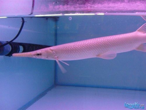 龍魚可以跟白化火箭混養嗎圖片