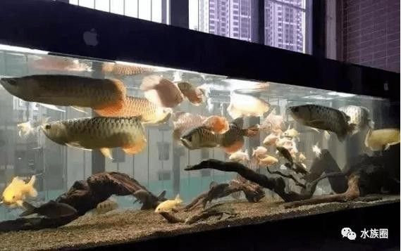 龍魚可以跟白化火箭混養嗎圖片