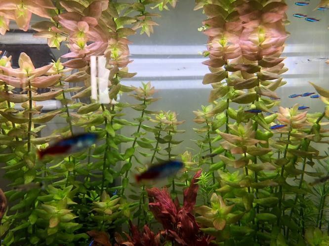 龍魚可以跟白化火箭混養嗎圖片