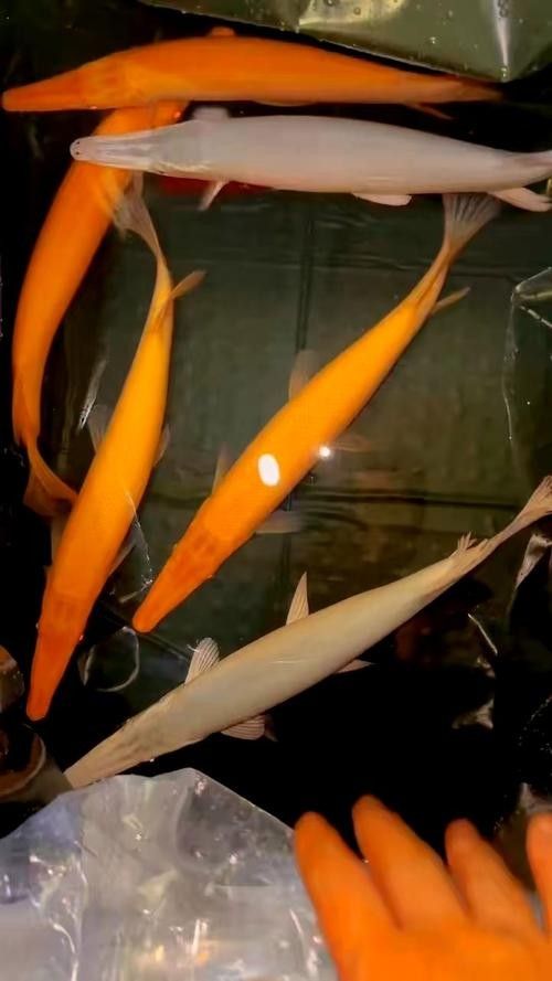龍魚可以跟白化火箭混養嗎圖片